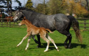 Dizzy with her 2016 Persiflage filly.