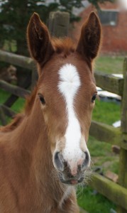 Stolen Sunrise, 1 week old.