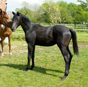 Stolen Solo as a yearling